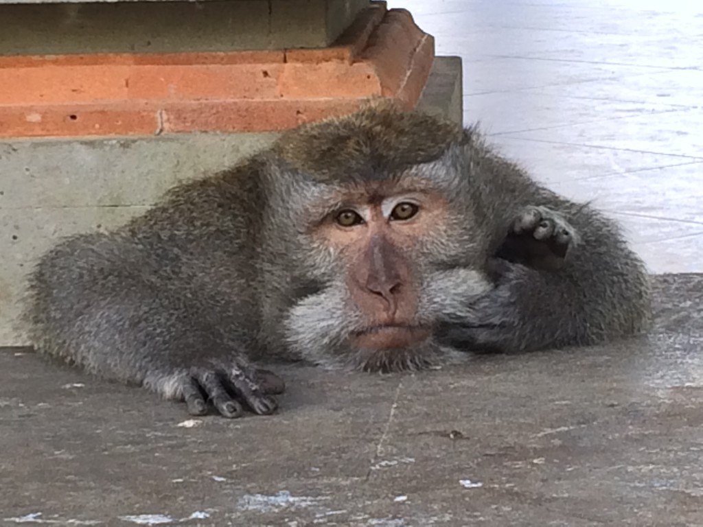 Monkey Business - Jalan Monkey Park Ubud, Bali