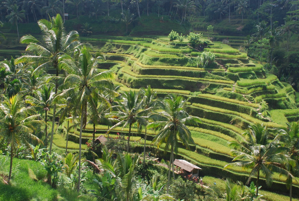 Rice Terrace Ubud Bali